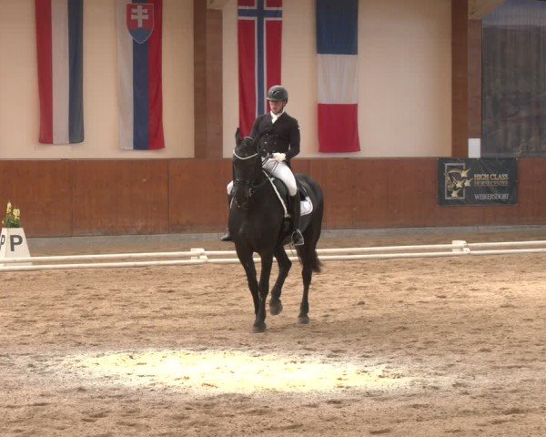 Reitturnier Weikersdorf am Steinfelde 2024