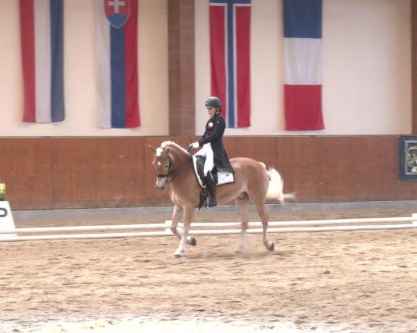 Reitturnier Weikersdorf am Steinfelde 2024