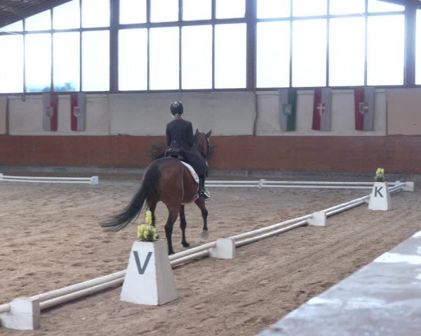 Reitturnier Weikersdorf am Steinfelde 2024