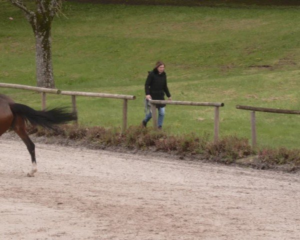 Reitturnier Tübingen 2024