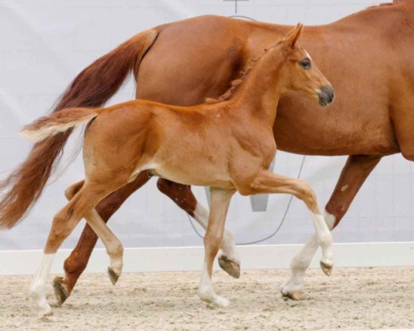 horse Desperada (Westphalian, 2023, from Dynamic Dream)