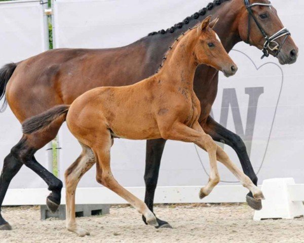 horse Finest Delight (Westphalian, 2023, from Fanegro)