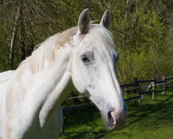 jumper Dublin RS (KWPN (Royal Dutch Sporthorse), 2008, from Berlin)