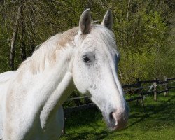Springpferd Dublin RS (KWPN (Niederländisches Warmblut), 2008, von Berlin)