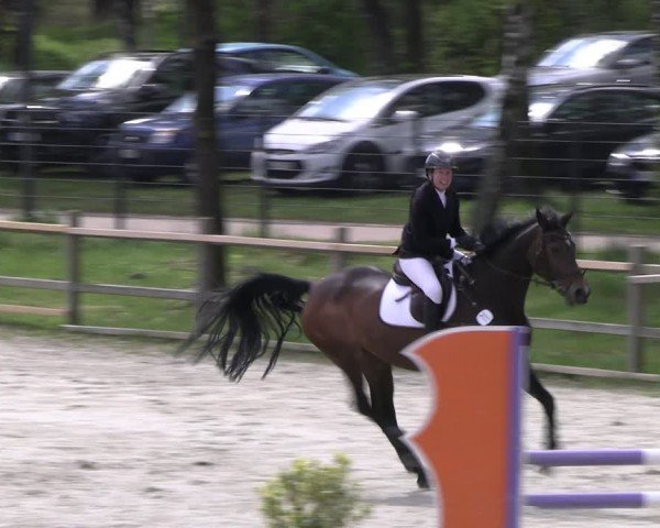 Reitturnier Westergellersen 2024
