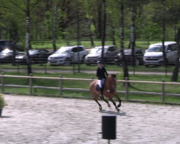 Reitturnier Westergellersen 2024