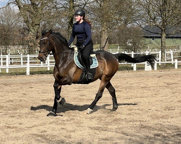 Springpferd Timothy 17 (Holsteiner, 2010, von Timolino xx)