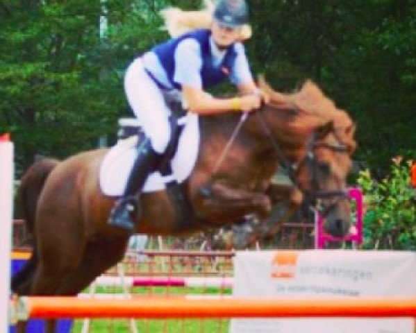 horse Hercos van de Vondelhoeve (Belgian Riding Pony, 2003, from Calipso van de Vondelhoeve)