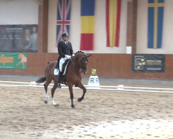 Reitturnier Weikersdorf am Steinfelde 2024