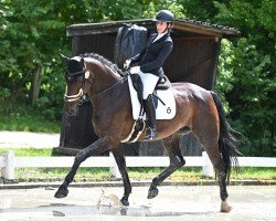 dressage horse Fanta Four 2 (Hanoverian, 2010, from Fidertanz)