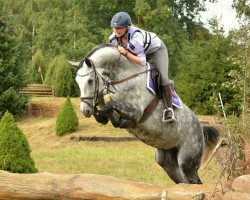 Springpferd Cool Corny (Hannoveraner, 2011, von Corlensky G)