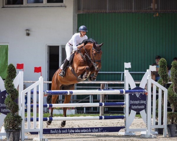 jumper Nathan Der Weise Z (Zangersheide riding horse, 2016, from Norton d'Eole)