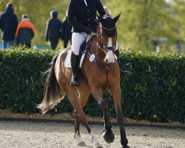 Springpferd Daiciro (Holsteiner, 2019, von Del 'Arko d'Henvet)