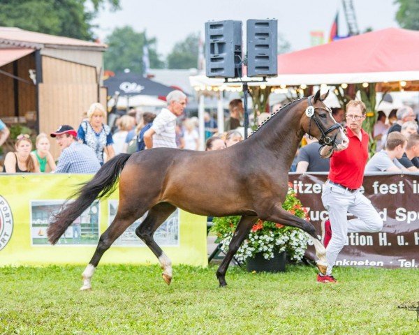 horse Kastanienhof Sternenschnuppe (German Riding Pony, 2020, from Notting Hill 2)