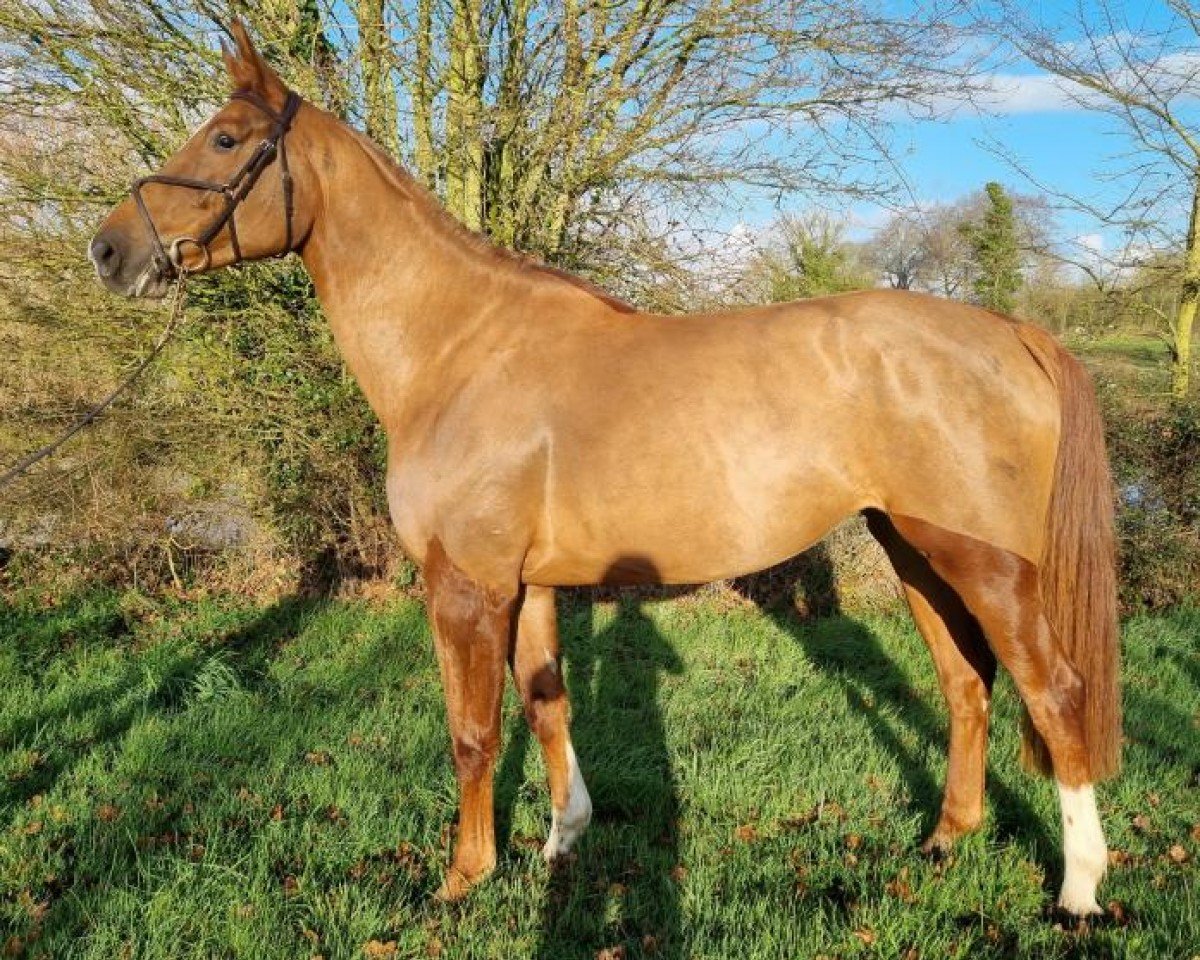 horse Hermes du Chatellier (Selle Français, 2017, from Croc Lulu d'Aubigny)
