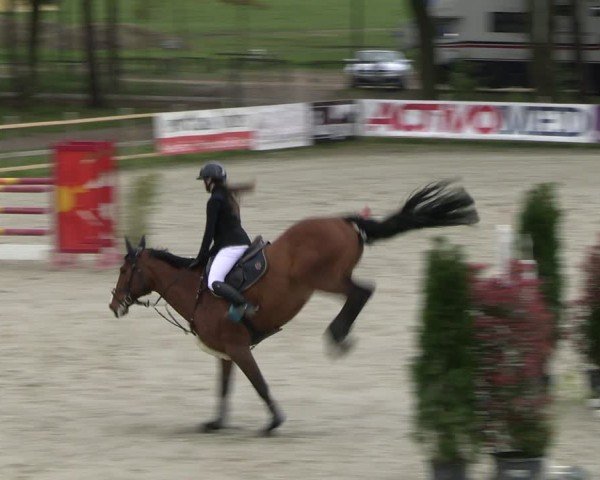Reitturnier Westergellersen 2024