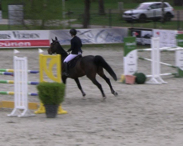 Reitturnier Westergellersen 2024