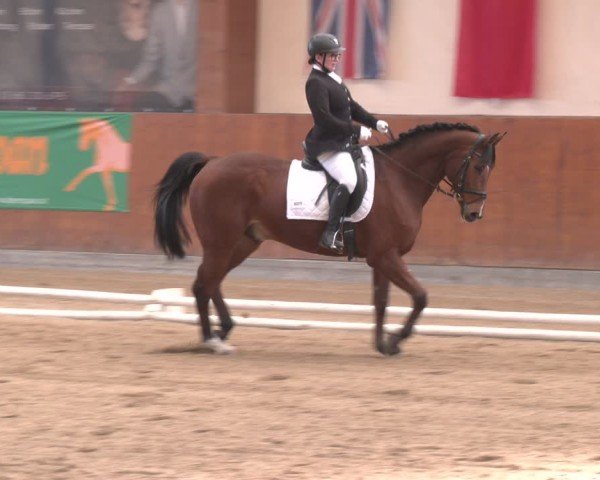 Reitturnier Weikersdorf am Steinfelde 2024