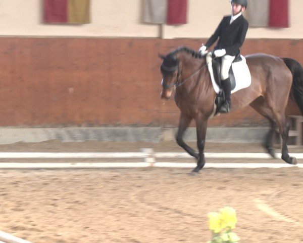 Reitturnier Weikersdorf am Steinfelde 2024
