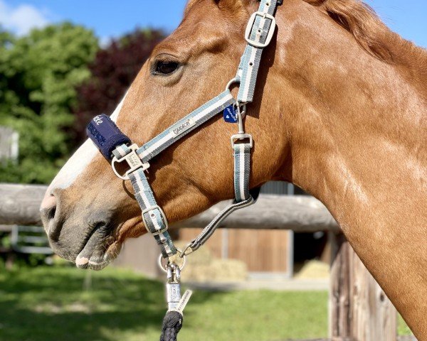 horse Morgengabe (Mecklenburg, 2013, from Donaudichter)