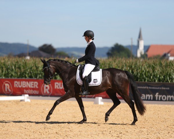 broodmare Black Pearl CS (German Sport Horse, 2017, from Fürsten-Look)