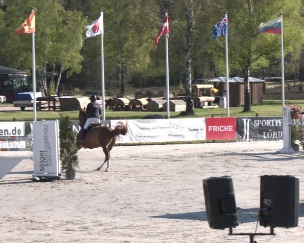 Reitturnier Westergellersen 2024