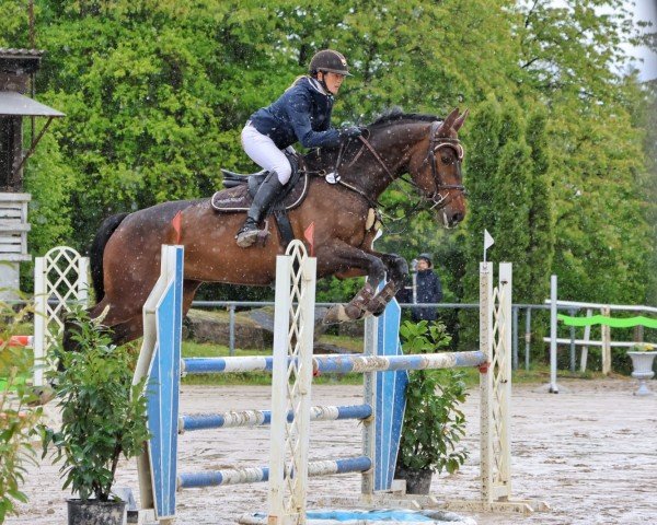 Springpferd Isla Bonita (Hannoveraner, 2017, von I'm Special de Muze)