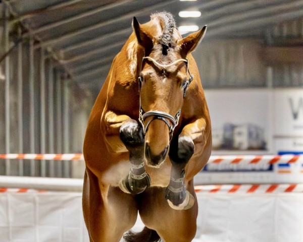 broodmare Casira Mia CR (Oldenburg show jumper, 2021, from Cornet de Semilly)