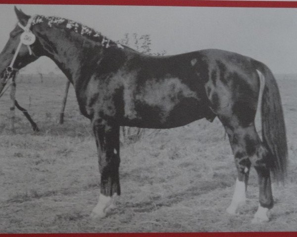 Deckhengst Enrico Mo 1249 (Schweres Warmblut, 1965, von Edelfalk Mo 1160)