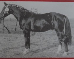 stallion Enrico Mo 1249 (Heavy Warmblood, 1965, from Edelfalk Mo 1160)
