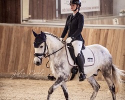 dressage horse Barrigon (Pony without race description, 2014)