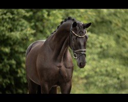Dressurpferd Hisambo (Trakehner, 2019, von E.H. Millennium)