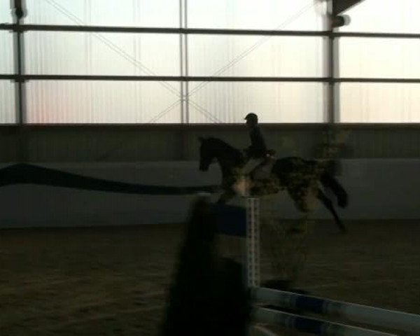1. Hallen-Late-Entry Reitsportzentrum Gerd Könemann