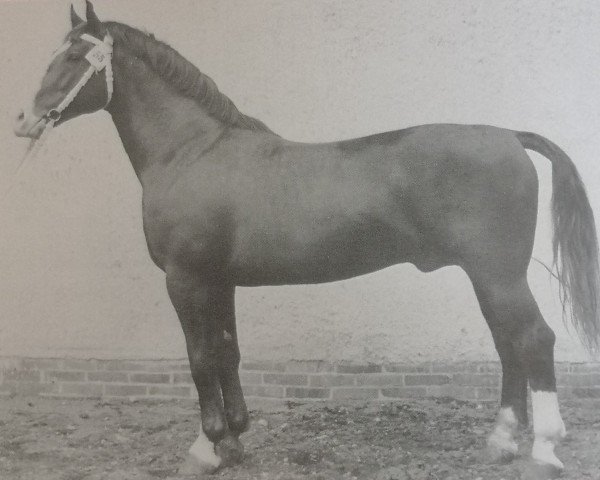 stallion Grenzwart Mo 1127 (Heavy Warmblood, 1956, from Gralfsohn 1010)