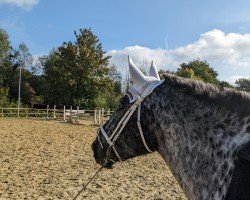 dressage horse Painted Polly (Austrian Warmblood, 2008)