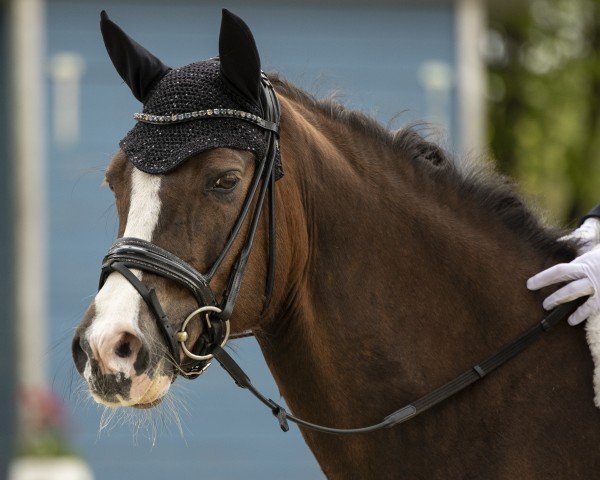 dressage horse Ma Petite Amie (German Riding Pony, 2012, from Petit Magic Colour)