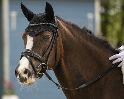 dressage horse Ma Petite Amie (German Riding Pony, 2012, from Petit Magic Colour)