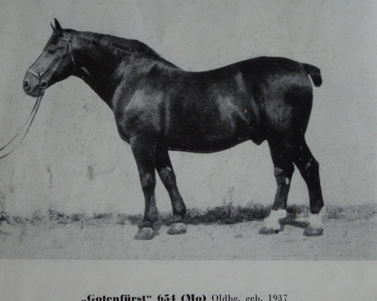 stallion Gotenfuerst Mo 654 (Oldenburg, 1937, from Godin 3555)