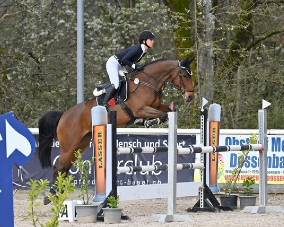 Springpferd Ria de Arousa (Westfale, 2017, von Hbc Regilio)