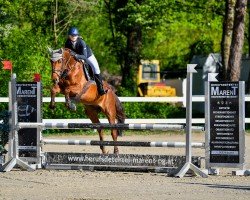 Springpferd Toffy Fee (Zangersheide Reitpferd, 2015, von Talmann)
