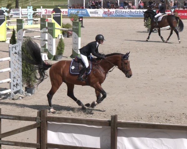 Reitturnier Westergellersen 2024