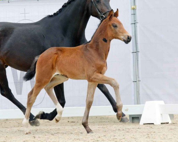 Pferd Fürst Andy (Westfale, 2023, von Fürst Wilhelm)