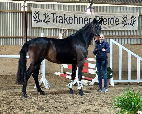 Zuchtstute Eloé (Trakehner, 2020, von Anthony) Zuchtstute Eloé (Trakehner, 2020, von Anthony)