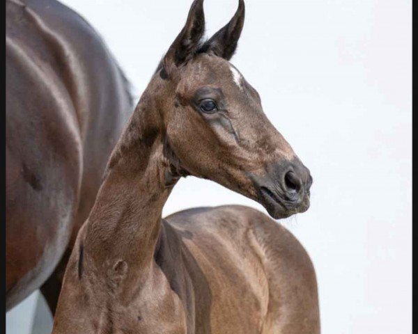 horse Total Genial (Westphalian, 2023, from Total Diamond PS)