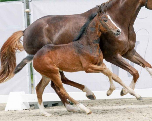 horse Zabaione (Westphalian, 2023, from Zoom)