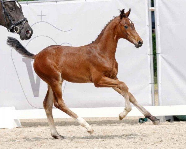horse Donovan (Westphalian, 2023, from Damsey FRH)