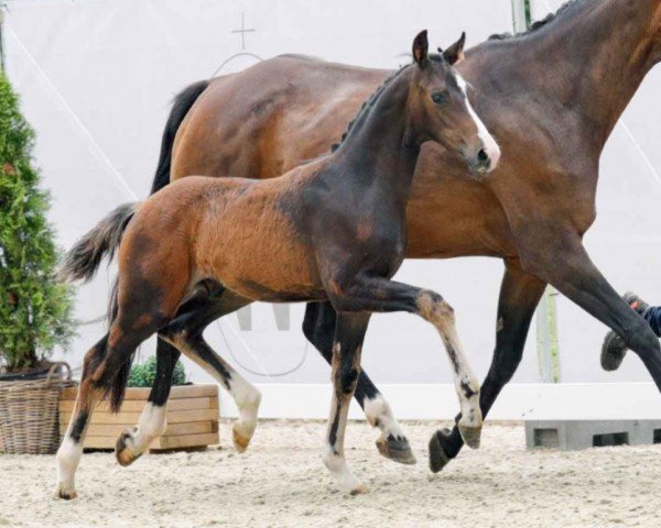Pferd Dexter OS (Westfale, 2023, von Diamantenglanz)