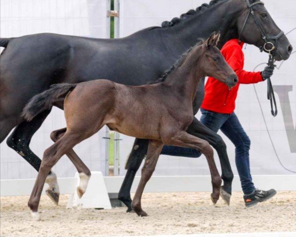 horse Dahlin (Westphalian, 2023, from DSP Dream Royal)