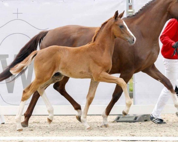horse Hengst von First Deal / Sir Heinrich (Westphalian, 2023, from First Deal)