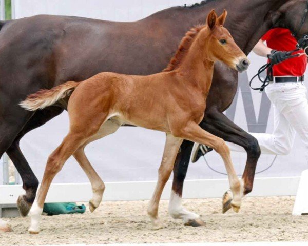 horse Echo (Westphalian, 2023, from Escanto PS OLD)